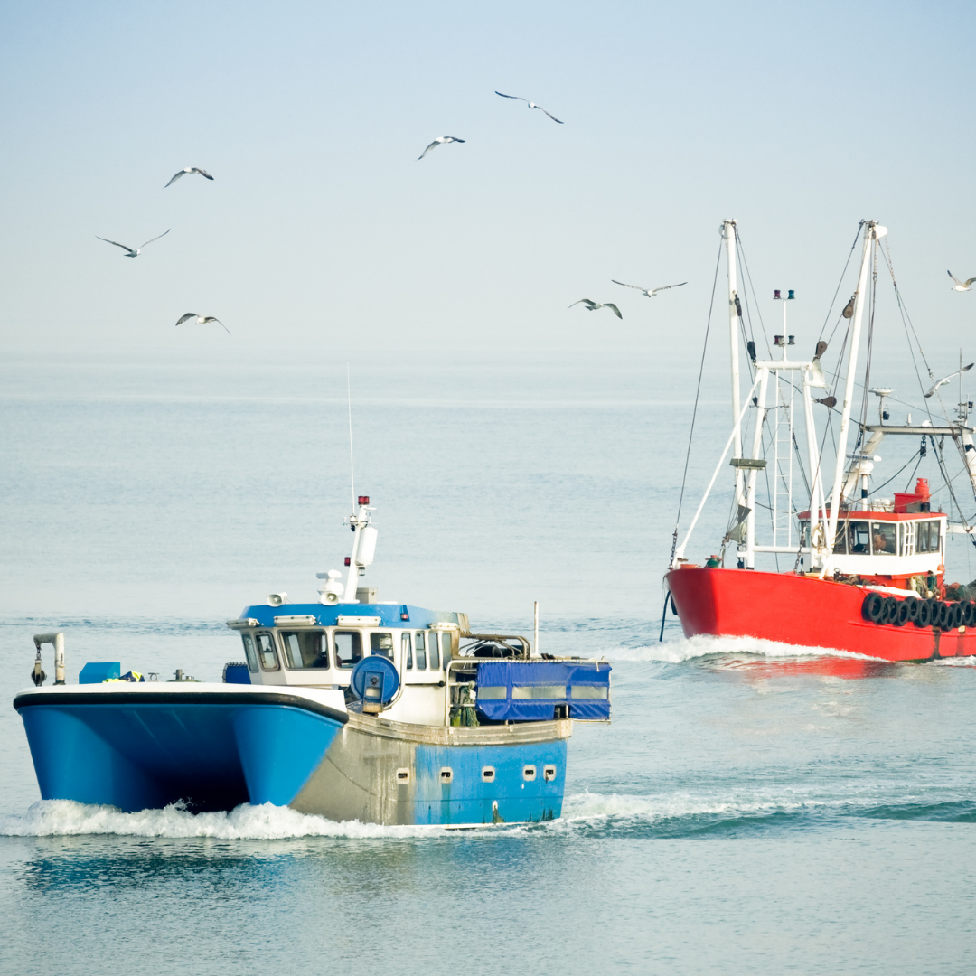 Sustainable Omega-3 from Krill