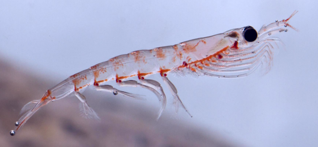 What are Phospholipids?